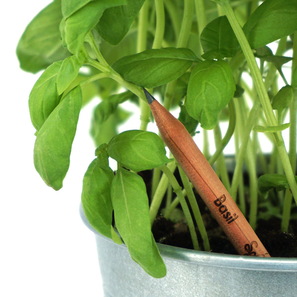 Sprout pencil with seeds - basil