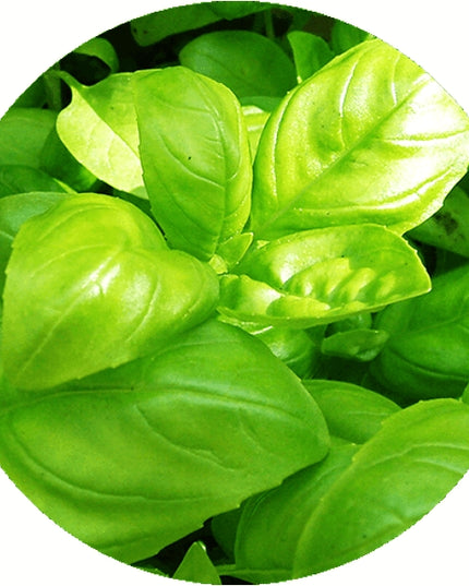 Crayon germé avec graines - basilic