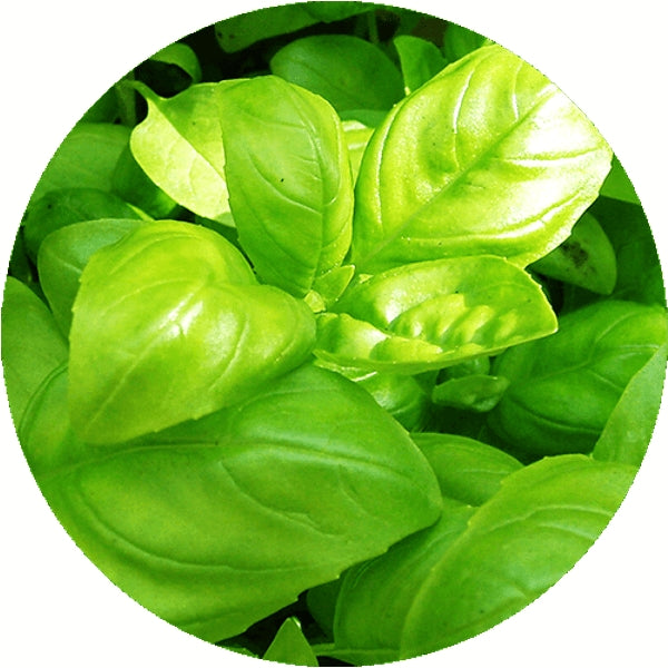Sprout pencil with seeds - basil