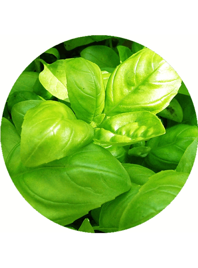 Rond kleurpotlood met zaden - groen : basilicum