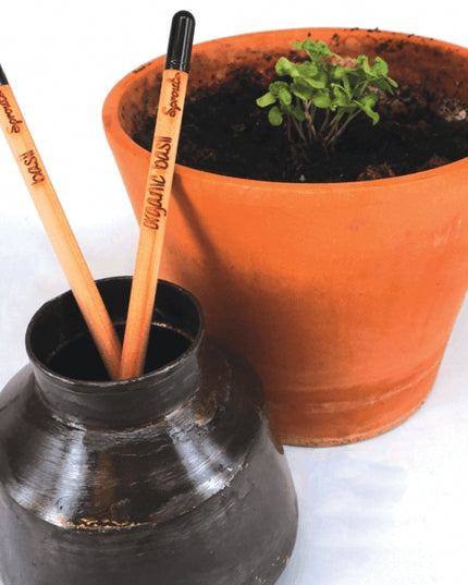 Crayon germé avec graines - basilic