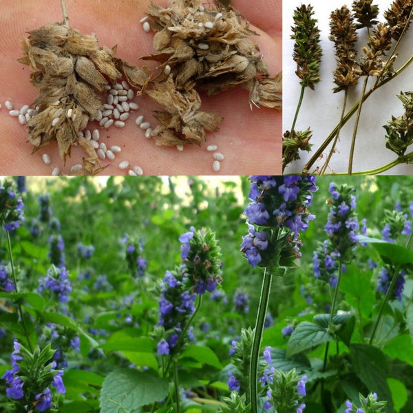 Sprout pencil with seeds - chia