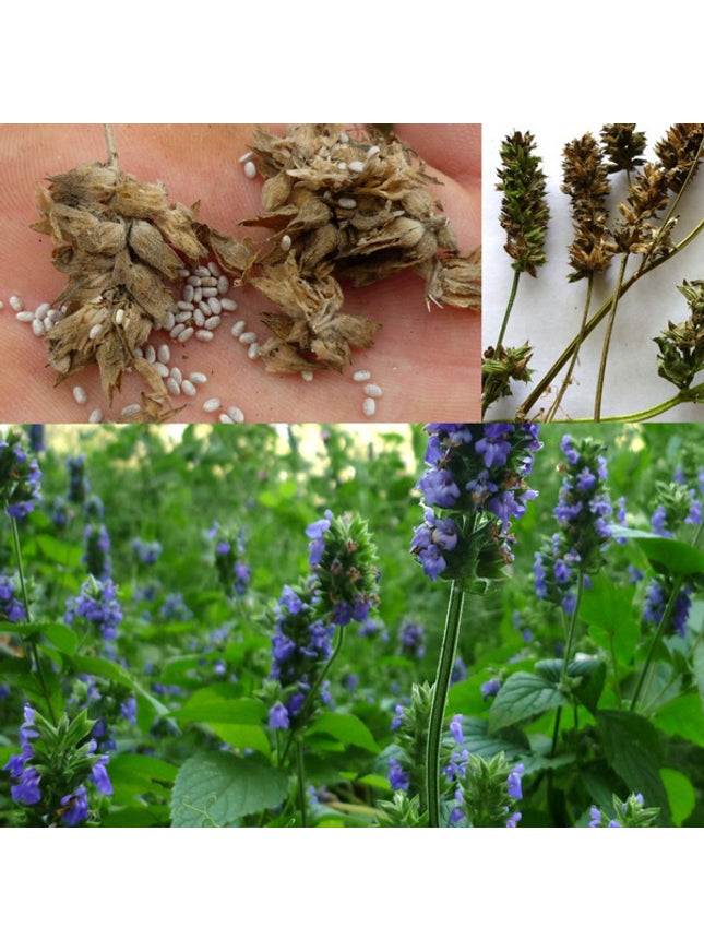 Sprout potlood met zaden - chia