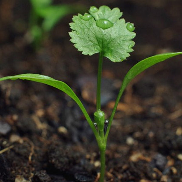 Sprout pencil with seeds - coriander