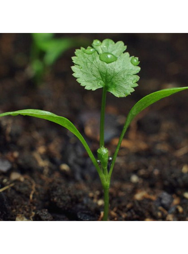 Sprout potlood met zaden - koriander