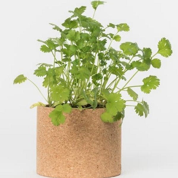 Sprout pencil with seeds - coriander