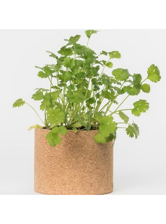 Sprout potlood met zaden - koriander