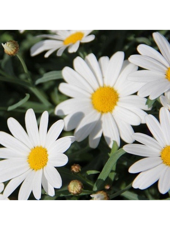 Sprout potlood met zaden - madeliejfe