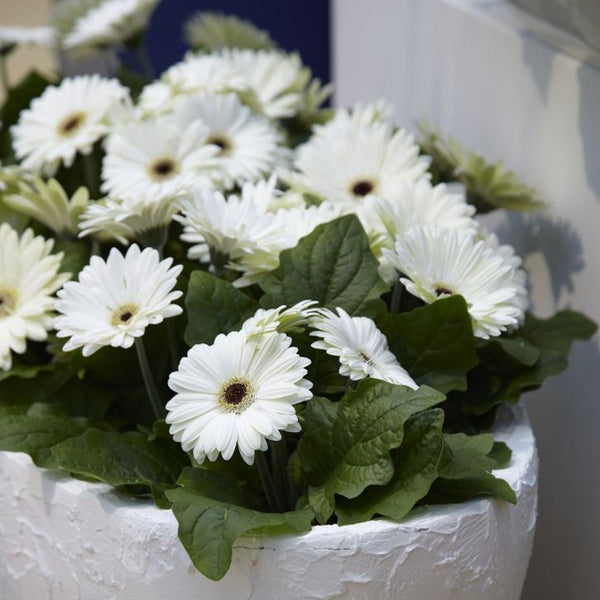 Sprout pencil with seeds - madeliejfe