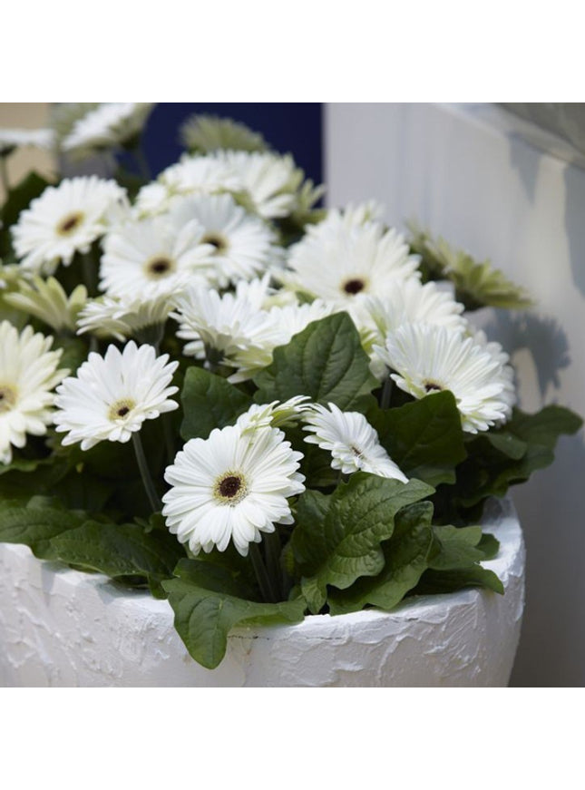 Sprout potlood met zaden - madeliejfe