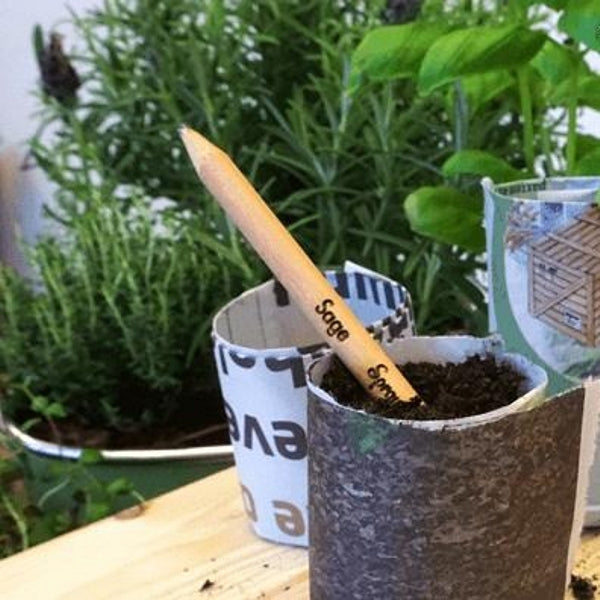 Sprout pencil with seeds - sage