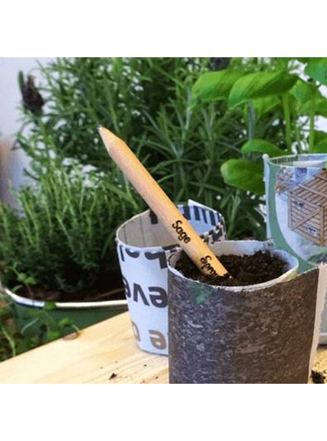 Sprout potlood met zaden - salie