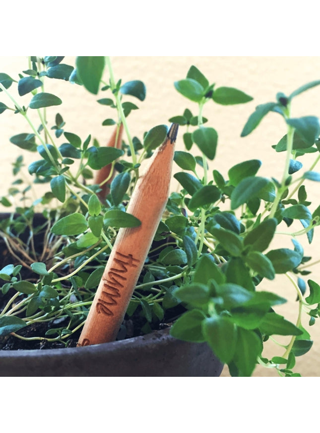 Sprout potlood met zaden - tijm