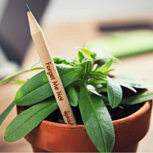 Sprout pencil with seeds - forget-me-not
