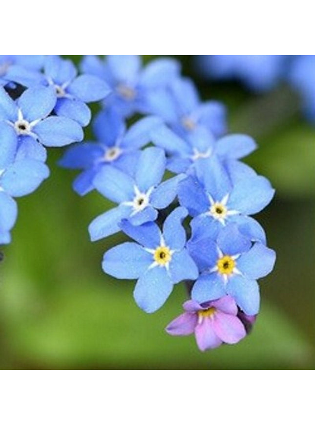 Sprout potlood met zaden - vergeet-me-nietje