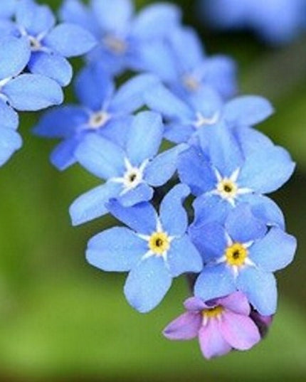 Rond kleurpotlood met zaden - blauw : vergeet-me-niet