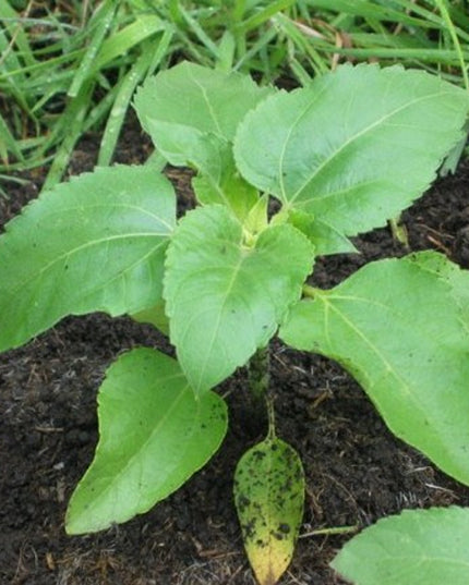 Sprout potlood met zaden - zonnebloem