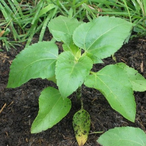 Sprout pencil with seeds - sunflower