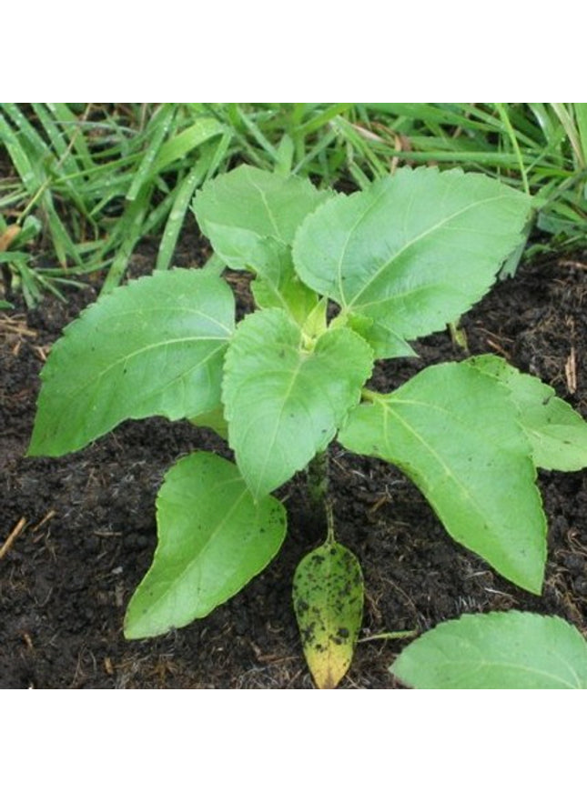 Sprout potlood met zaden - zonnebloem