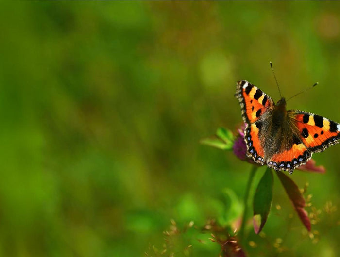 <h1><strong>Duurzaam, lokaal én sociaal</strong></h1>